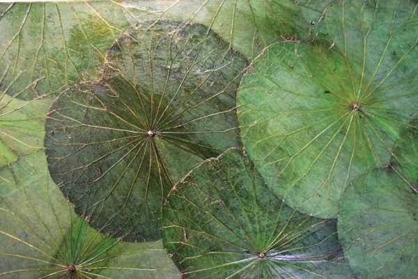 100 x 60 Lotus Leaf Art Green Forest