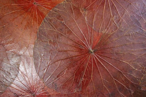 100 x 60 Lotus Leaf Art Rustic Red
